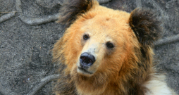 Tibetas lācis. 