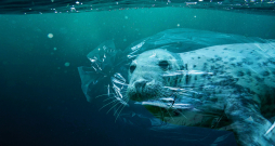 Daudzi ūdens dzīvnieki cieš plastikāta atkritumu dēļ – viņi tajos sapinas vai arī ēd...