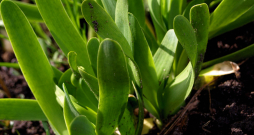 Nokarenie jeb platloku sīpoli (Allium nutans).