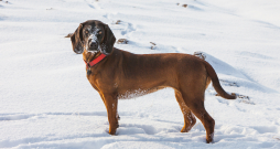 Bavārijas asinspēdu dzinējsuns. Bavārijas asinspēdu dzinējsuns.