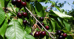 Šķirnei ‘Indra’ augļi nelieli, tumšsarkani, piemēroti ēšanai no koka un saldēšanai.