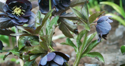 Pildītajām sniegrozēm ir milzīga hibrīdu dažādība. Pildītajām sniegrozēm ir milzīga hibrīdu dažādība.