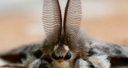 Meža kaitēklis - ozola mūķene (Lymantria dispar) sevi pieteikusi jau uz palikšanu.