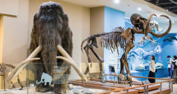 Mamuta (Mammuthus primigenius) modelis un fosilija Seodaemunas Dabas vēstures muzejā.