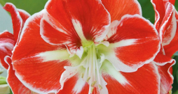 Ziedošs hipeastrs jeb amarillis.