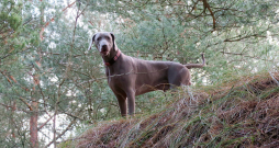 Pašpārliecība aug kopā ar suni – gada vecumā viņš jau var sākt skriet tālāk mežā, tāpēc der iegādāties GPS izsekošanas sistēmu.