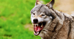 Vilks jeb Canis lupus pārsvarā mīt Eiropā, Āzijā un Ziemeļamerikā, ir skaustā līdz 85 centimetriem liels un vidēji nodzīvo sešus gadus (atsevišķos gadījumos arī 12). 