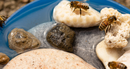 Dzirdinātavas var izdomāt dažādas, piemēram, traukā salikt akmeņus, pa kuriem bites lodās un padzersies.