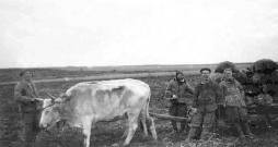 Izsūtītie no Igaunijas Krasnojarskas apgabala Novoselkovas rajonā lauku darbos 1950. gadā. Novoselkovas rajonā specnometinātajiem nedeva zirgus, tāpēc art nācās ar vēršiem.