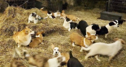 Suņu audzētavas “Lieldeviņzare” suņi. 