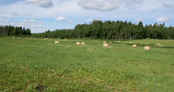 Lielu daļu kūdrāju augsnes Latvijā aizņem zālāji.