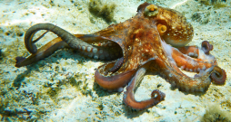 Astoņkājis.