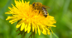 Patlaban svarīgākais darbs ir pārbaudīt, vai bitēm netrūkst barības.