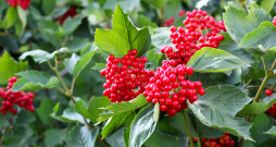 Irbenes ogas. Irbenes ogas.