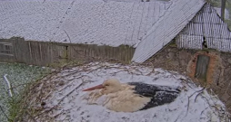 Stārķu pāris Mamma un Tuks tās cītīgi perē, spītējot sniegotajiem un vējainajiem laikapstākļiem.
