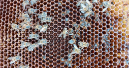 Tipiska aina, kad bites gājušas bojā barības trūkuma dēļ. Tās palikušas šūnās, kur atradušas pēdējās salduma paliekas.