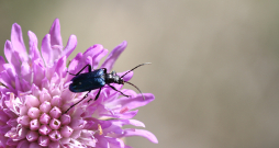 Koksngrauzis. Pavasaris. 