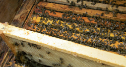 Jaunos rāmjus liek bišu ligzdas malās, nesadalot tos.