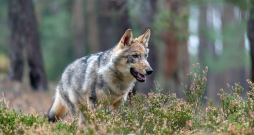 Vilks.
