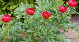 Peonijas.
