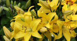 Lilijas.