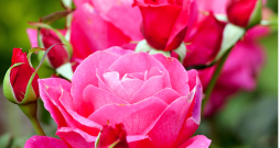 Rozes.