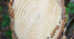 Ievāktais paraugs ar 'Ophiostoma spp.' slimības simptomiem.
