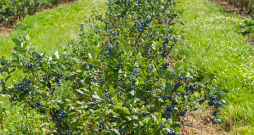 Krūmellenes.