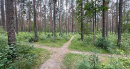 Meža nozare atkal krustcelēs – Zaļais kurss liek gan samazināt meža ciršanas apjomus, gan arī palielina pieprasījumu pēc kokmateriāliem, bet nesenais Satversmes tiesas spriedums, atceļot noteikumus par galvenās cirtes caurmēru, nozarē radījis mērenu haosu.