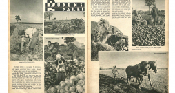 Rudens darbi. Attēls no žurnāla "Atpūta", 1940. gada 27. septembris.