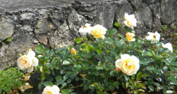 ‘Sonnenschirm’