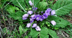 Mandragora.