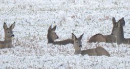 Novembra otrajā pusē stirnas jau pulcējas baros. Novembra otrajā pusē stirnas jau pulcējas baros.