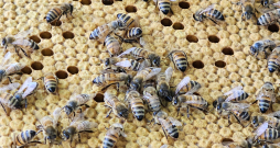 Bites turpina čakli strādāt.