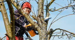 Drošāk koku zāģēšanu un apzāģēšanu uzticēt kvalificētiem arboristiem. 