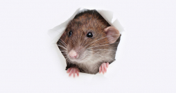 Ilustratīvs attēls. Ilustratīvs attēls.