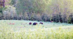 Mežacūkas.