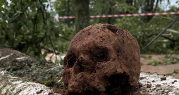 Bauskas pilskalnā atrastais cilvēka galvaskauss pēc 11. jūlija vētras.
