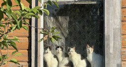Arī šie lauku kaķi lībiešu jūrmalas ciemā pagaidām likumīgi var iztikt bez čipa, ja vien uzturas saimnieka mājā vai saimniecības teritorijā.