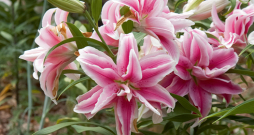 'Roselily Belonica'