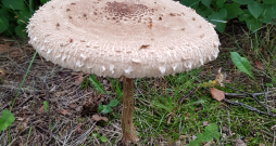 Lielā dižsardzene.