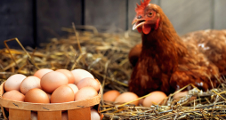 Pieaugušai dējējvistai – aptuveni no 18 nedēļu vecuma – dēšanas periodā nepieciešami aptuveni 4 grami Ca dienā. 