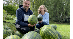 Ar arbūzu audzēšanu uz lauka un siltumnīcā Aija un Mareks Kantāni nopietni nodarbojas trīs četrus gadus. Attēlā: pagalmā izlikti arbūzi, gaidot savus pircējus.