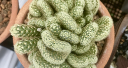 'Mammillaria elongata'