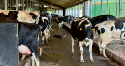 Holšteinas melnraibās šķirnes govis. Holšteinas melnraibās šķirnes govis.