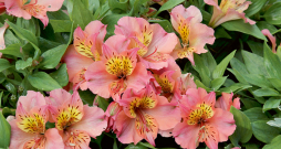 ‘Zavina’