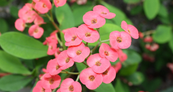 Eiforbija (Euphorbia milii).