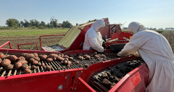 Agroresursu un ekonomikas institūta darbinieces kartupeļu novākšanā ar “Grimme” vienrindas kartupeļu kombainu.