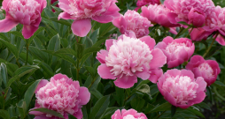 Peonijas.