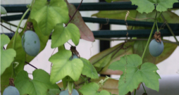 Pasiflora, Passiflora incarnata.